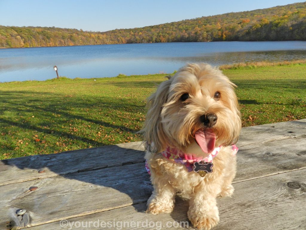 dogs, designer dogs, Yorkipoo, yorkie poo, lake, tongue out, autumn