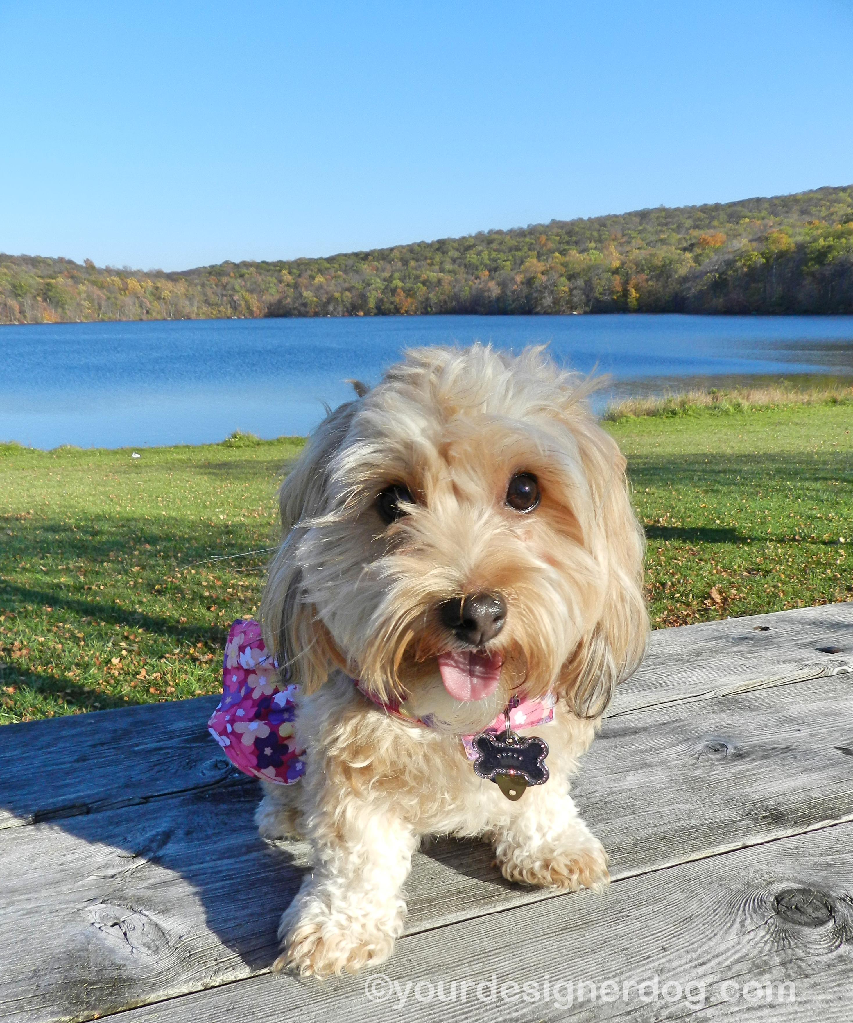 dogs, designer dogs, Yorkipoo, yorkie poo, lake, tongue out, autumn