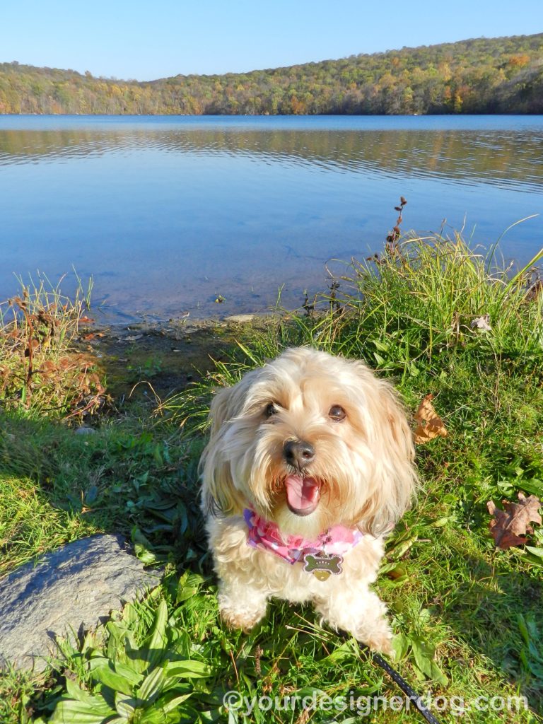 dogs, designer dogs, Yorkipoo, yorkie poo, lake, tongue out, autumn