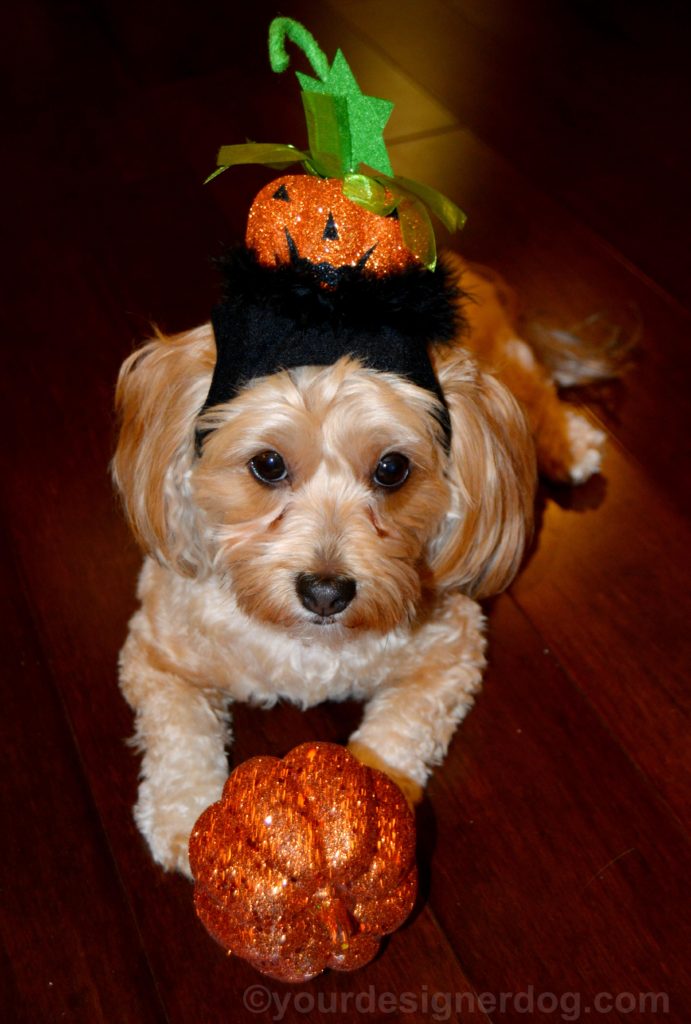 dogs, designer dogs, Yorkipoo, yorkie poo, pumpkin, halloween, jack o lantern hat