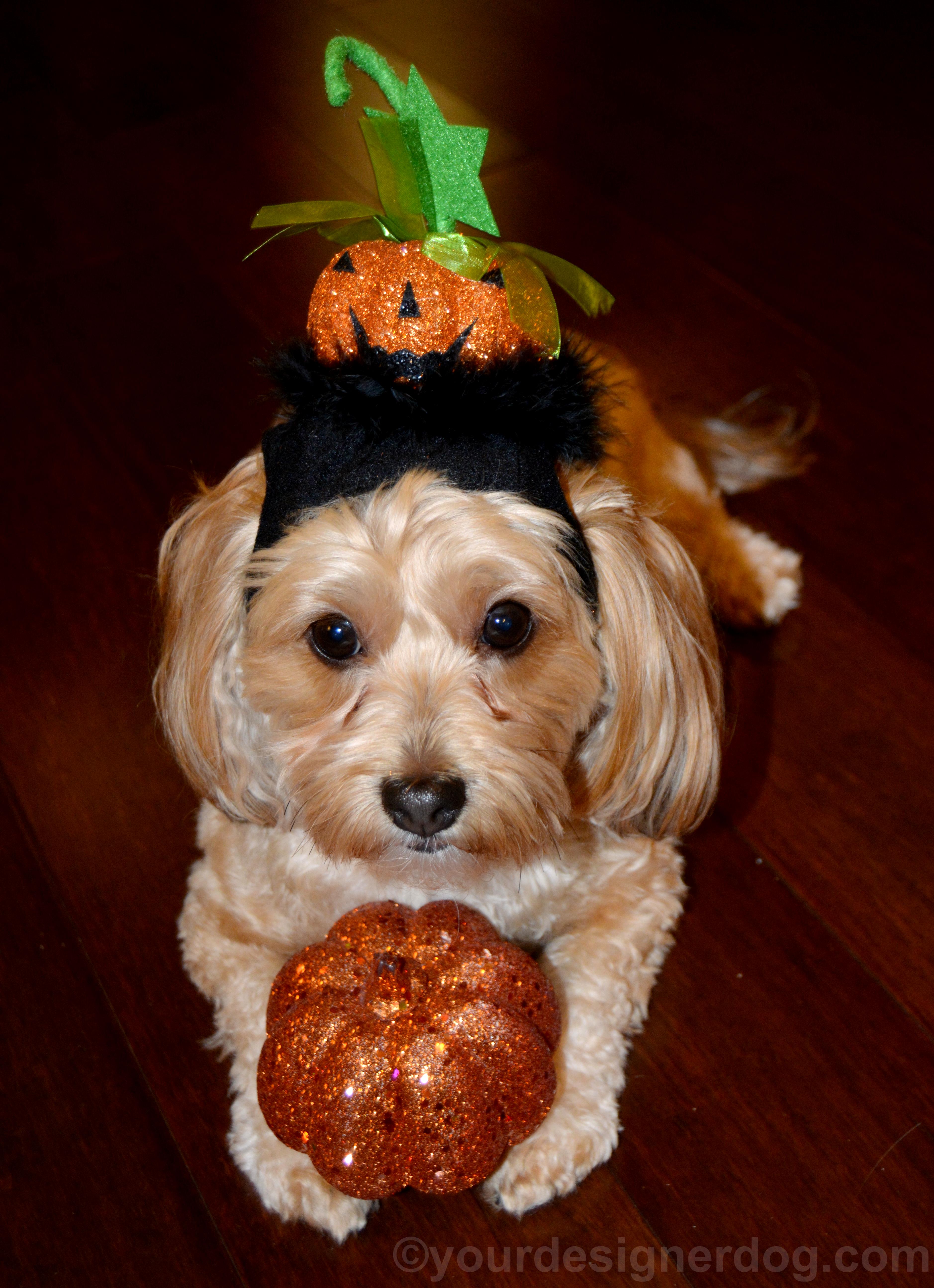 dogs, designer dogs, Yorkipoo, yorkie poo, pumpkin, halloween, jack o lantern hat