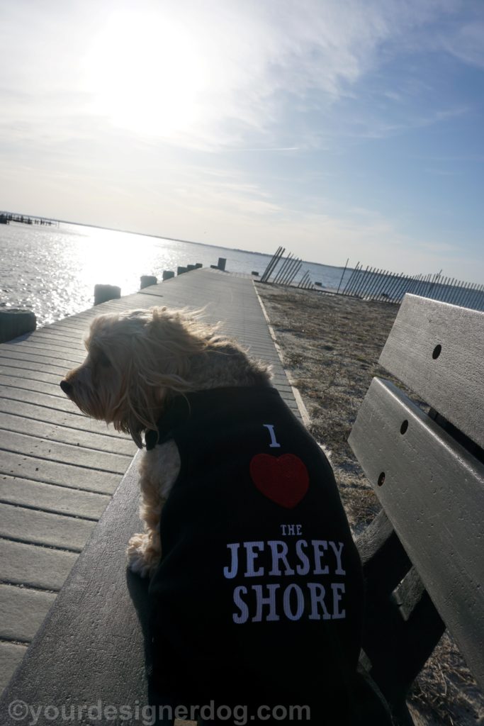 dogs, designer dogs, Yorkipoo, yorkie poo, jersey shore, dog tshirt, bay, boardwalk, beach