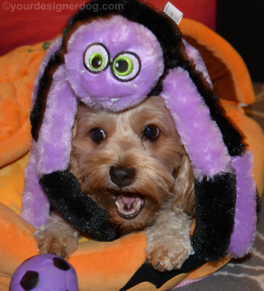 dogs, designer dogs, Yorkipoo, yorkie poo, spider, dog toy, halloween