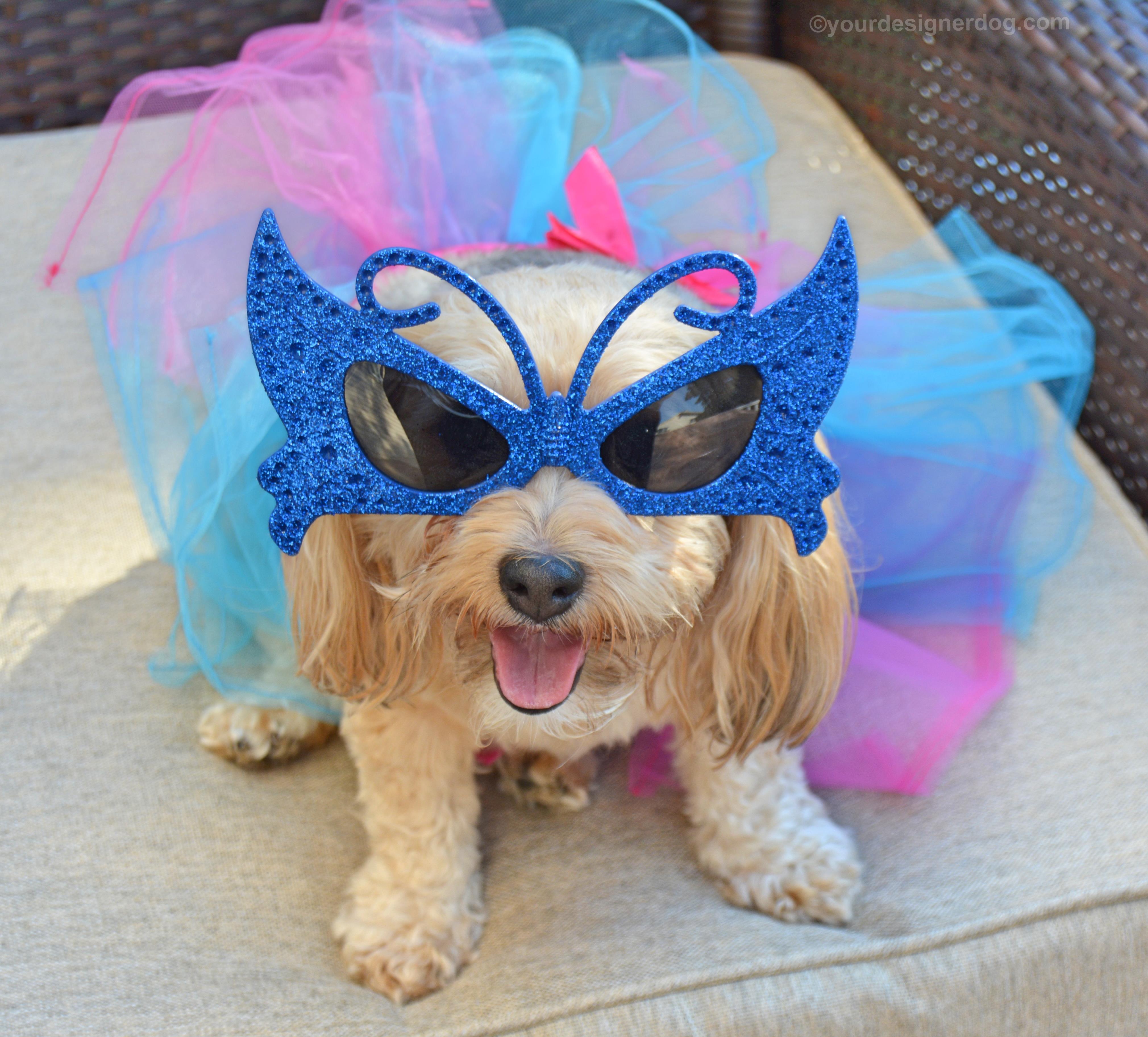 dogs, designer dogs, Yorkipoo, yorkie poo, tutu, masquerade, Mardi Gras