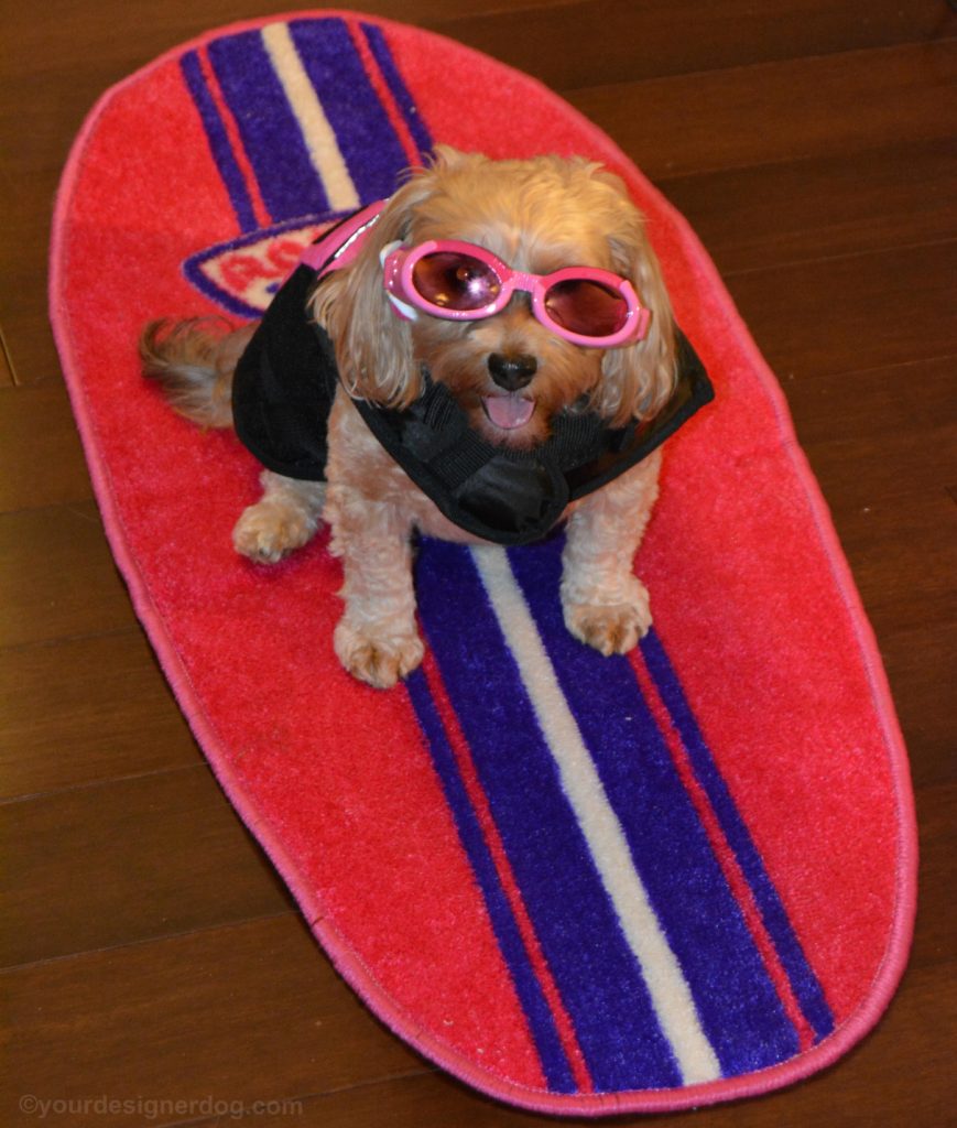dogs, designer dogs, Yorkipoo, yorkie poo, surfer, surfboard, life jacket