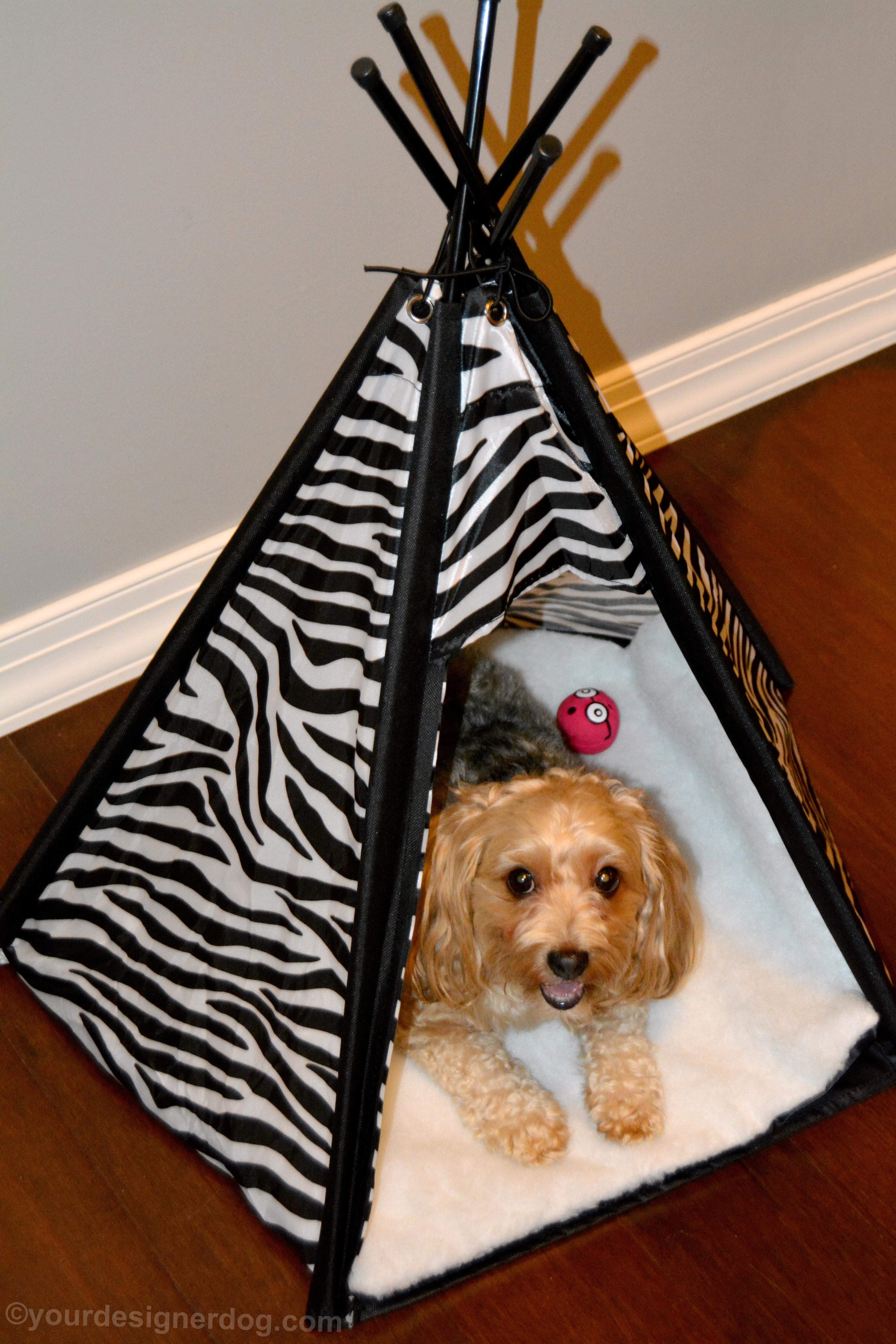 dogs, designer dogs, Yorkipoo, yorkie poo, teepee, dog bed, dog house