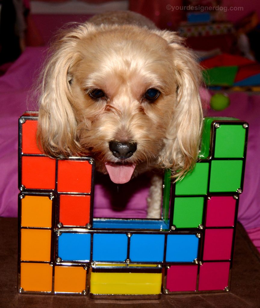 dogs, designer dogs, Yorkipoo, yorkie poo, tetris, tongue out