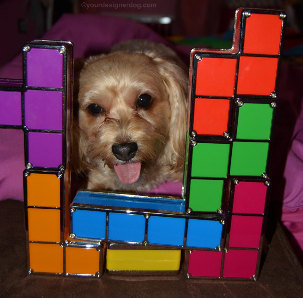 dogs, designer dogs, Yorkipoo, yorkie poo, tetris, tongue out