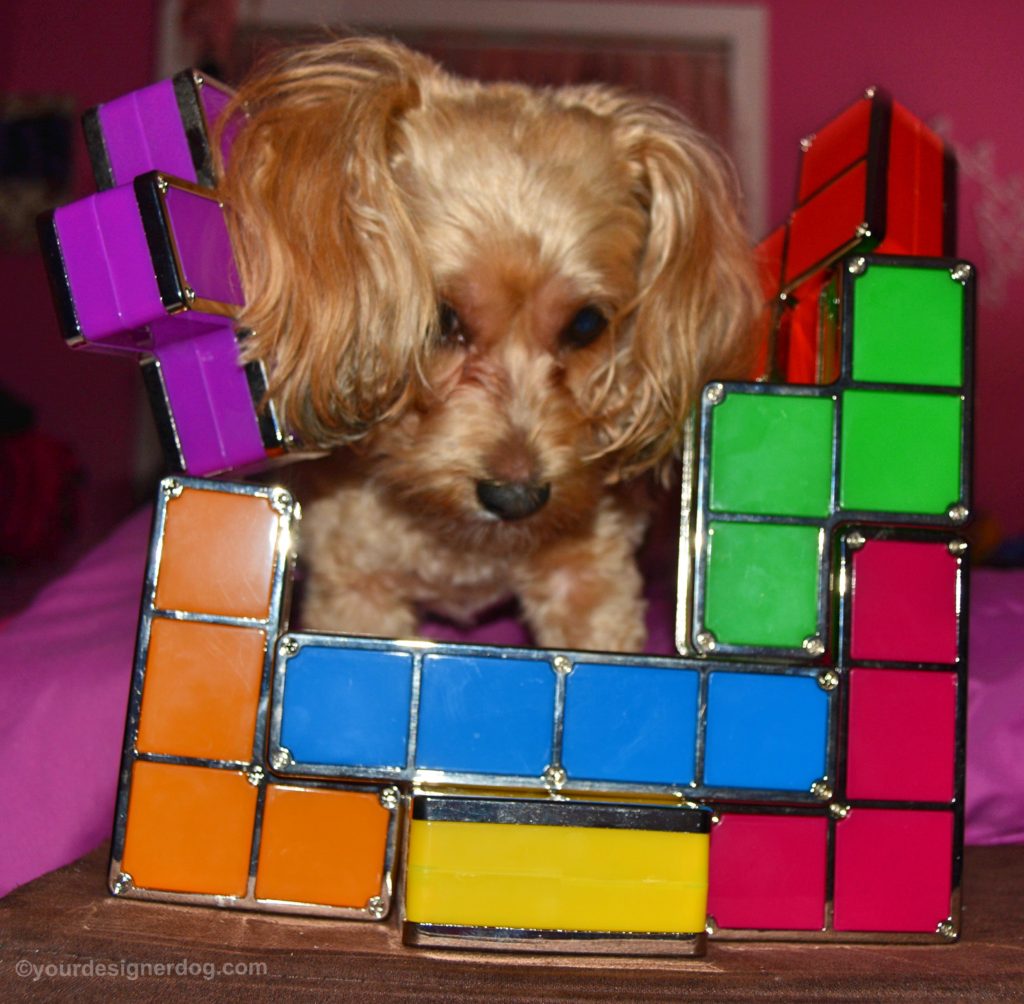 dogs, designer dogs, Yorkipoo, yorkie poo, tetris, tongue out