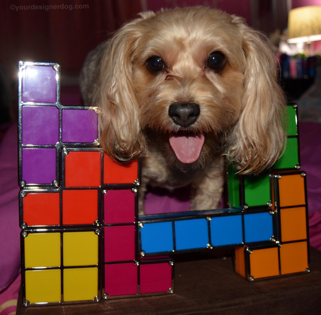 dogs, designer dogs, Yorkipoo, yorkie poo, tetris, tongue out