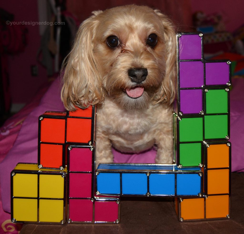 dogs, designer dogs, Yorkipoo, yorkie poo, tetris, tongue out