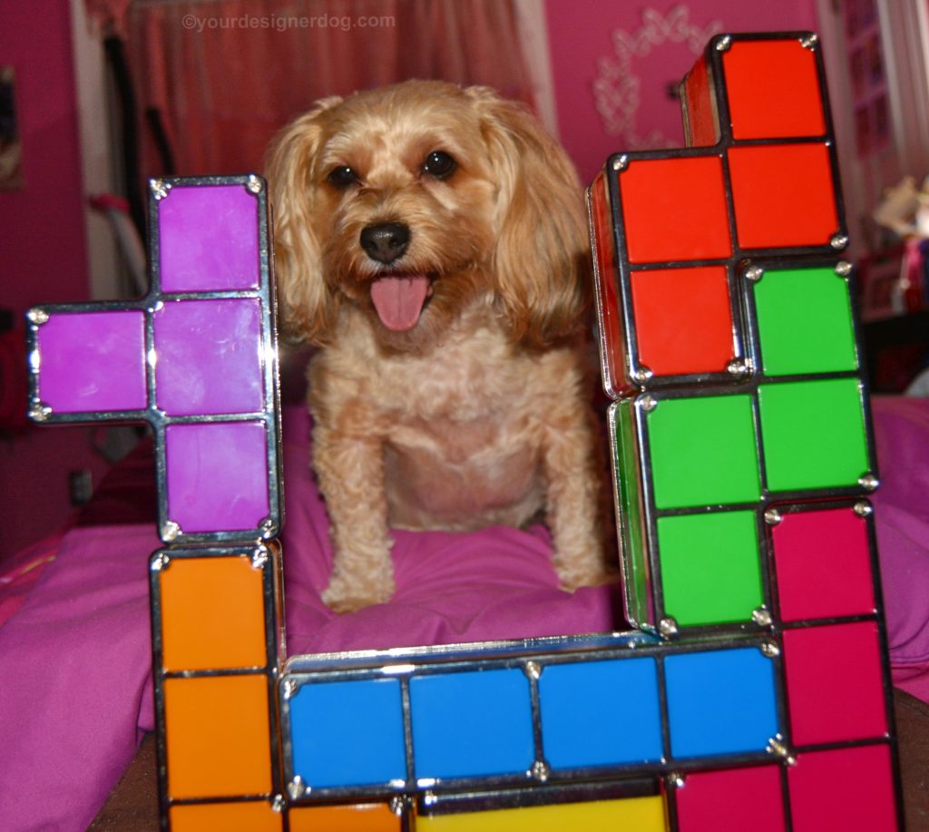 dogs, designer dogs, Yorkipoo, yorkie poo, tetris, tongue out