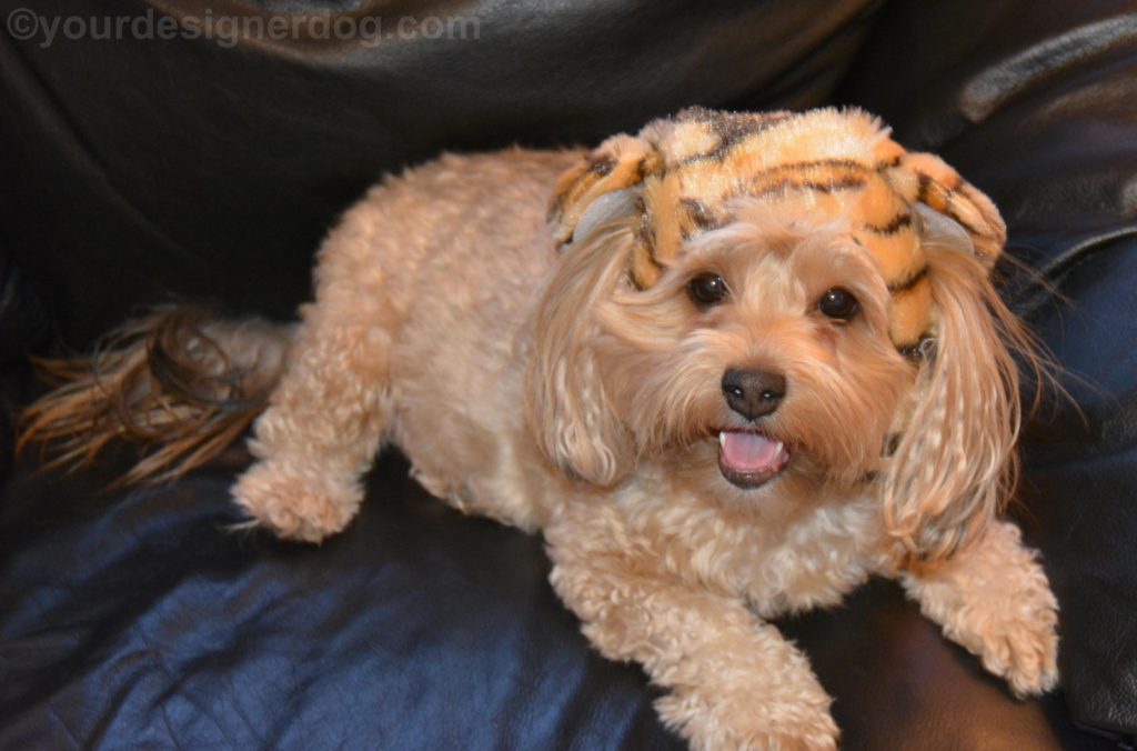 dogs, designer dogs, Yorkipoo, yorkie poo, tongue out, tiger hat