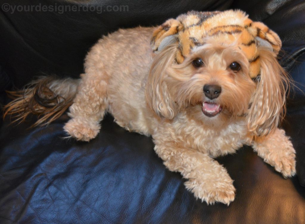 dogs, designer dogs, Yorkipoo, yorkie poo, tongue out, tiger hat
