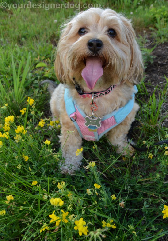 dogs, designer dogs, Yorkipoo, yorkie poo, tongue out, wildflowers 