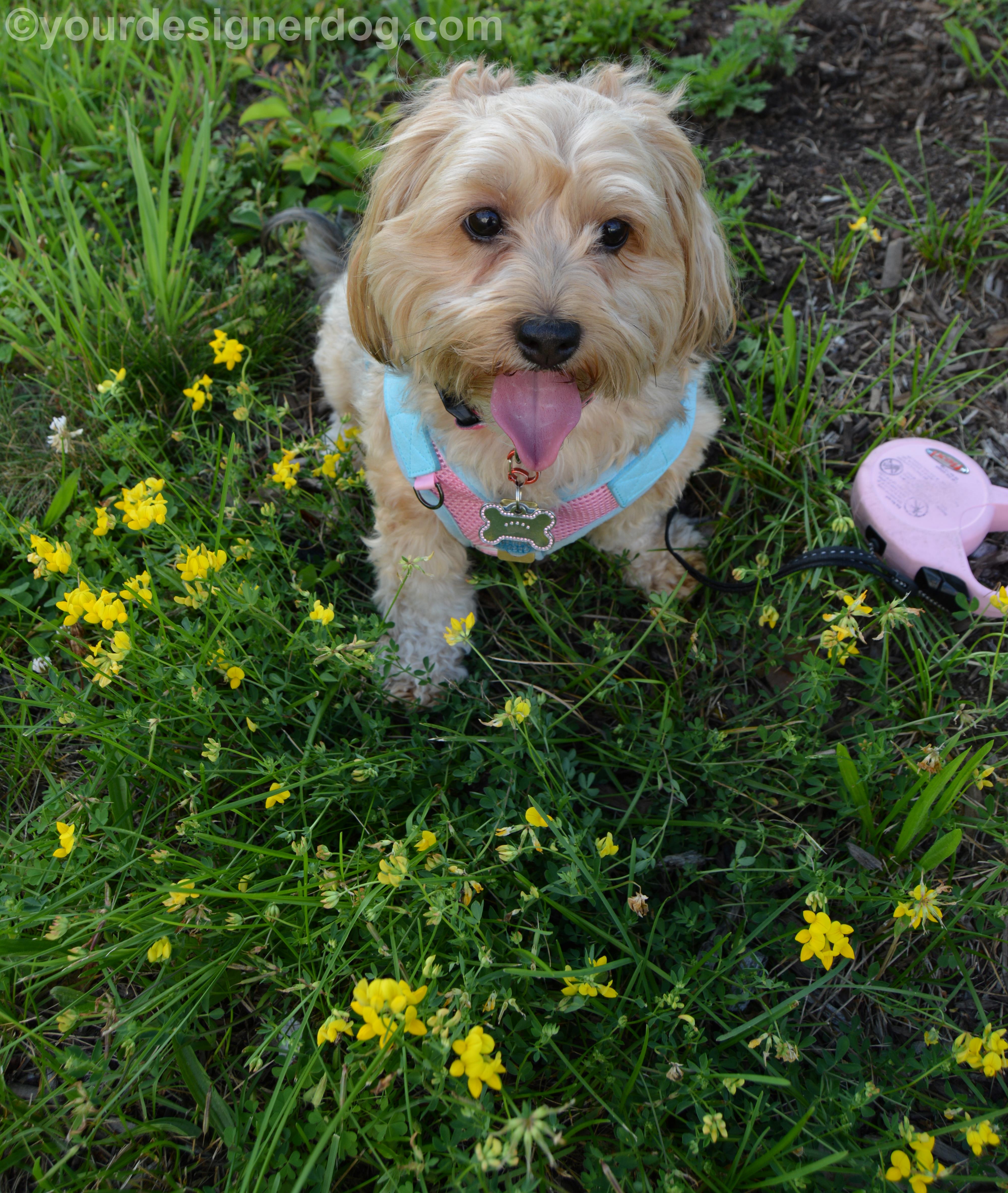 dogs, designer dogs, Yorkipoo, yorkie poo, tongue out, wildflowers
