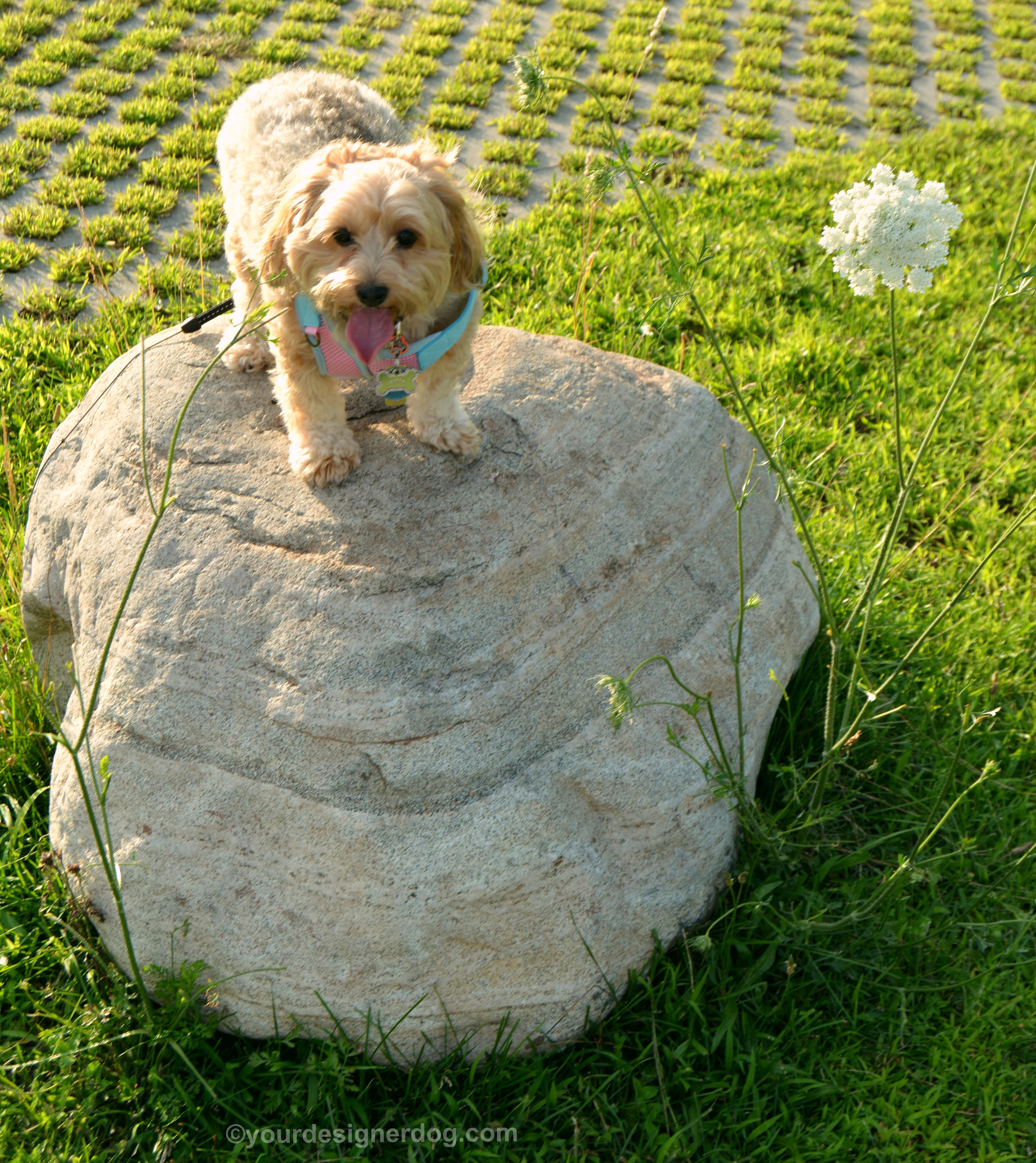 dogs, designer dogs, Yorkipoo, yorkie poo, tongue out, rock perching