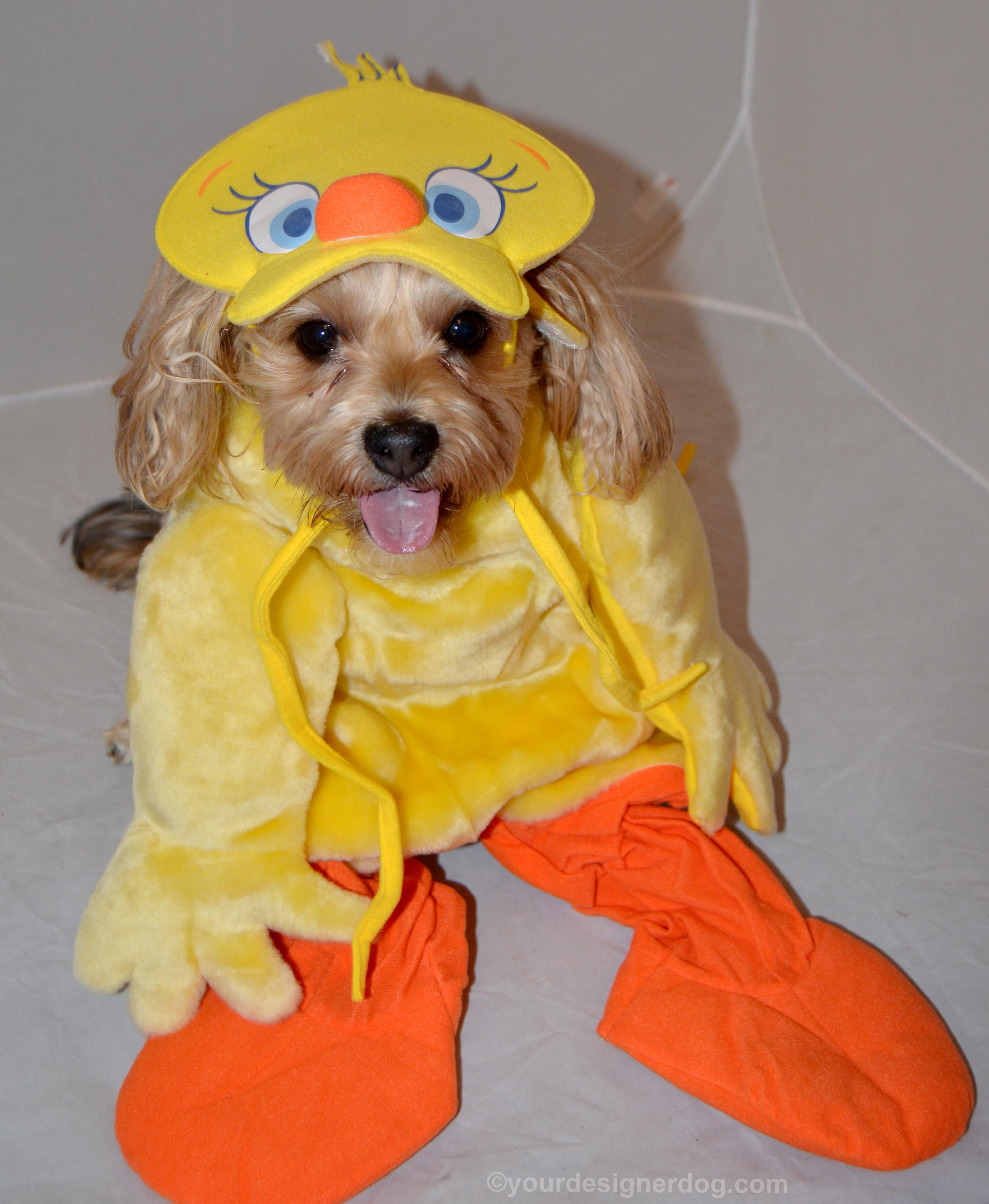 dogs, designer dogs, Yorkipoo, yorkie poo, dog costume, tweety bird