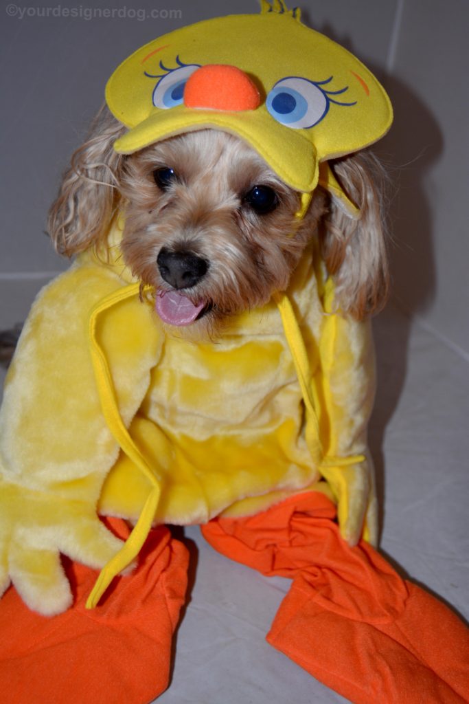 dogs, designer dogs, Yorkipoo, yorkie poo, dog costume, tweety bird