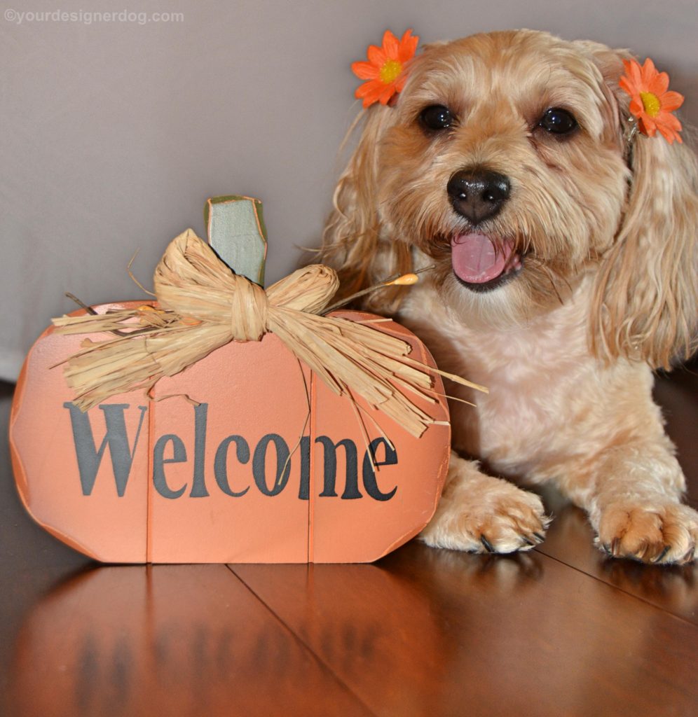 dogs, designer dogs, Yorkipoo, yorkie poo, Fall, Autumn, pumpkin