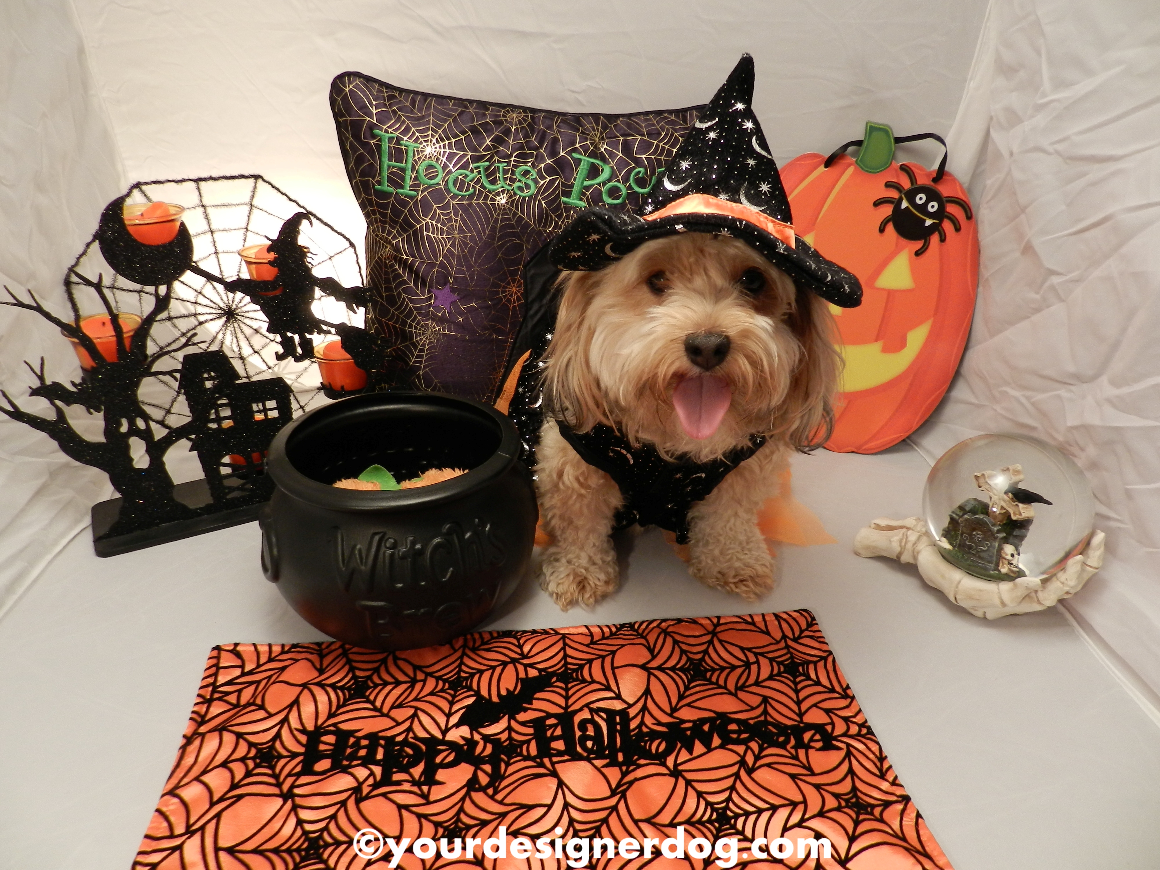 dogs, designer dogs, Yorkipoo, yorkie poo, halloween, witch