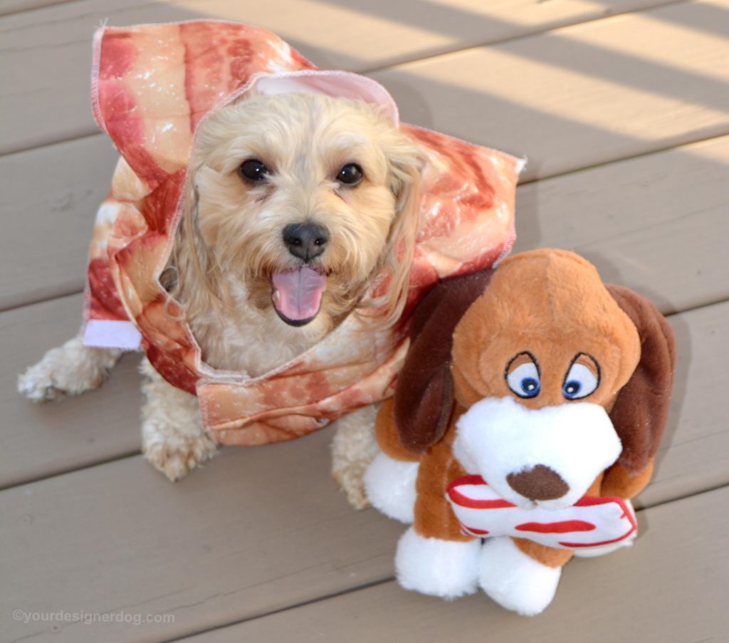 dogs, designer dogs, Yorkipoo, yorkie poo, bacon, dog costume