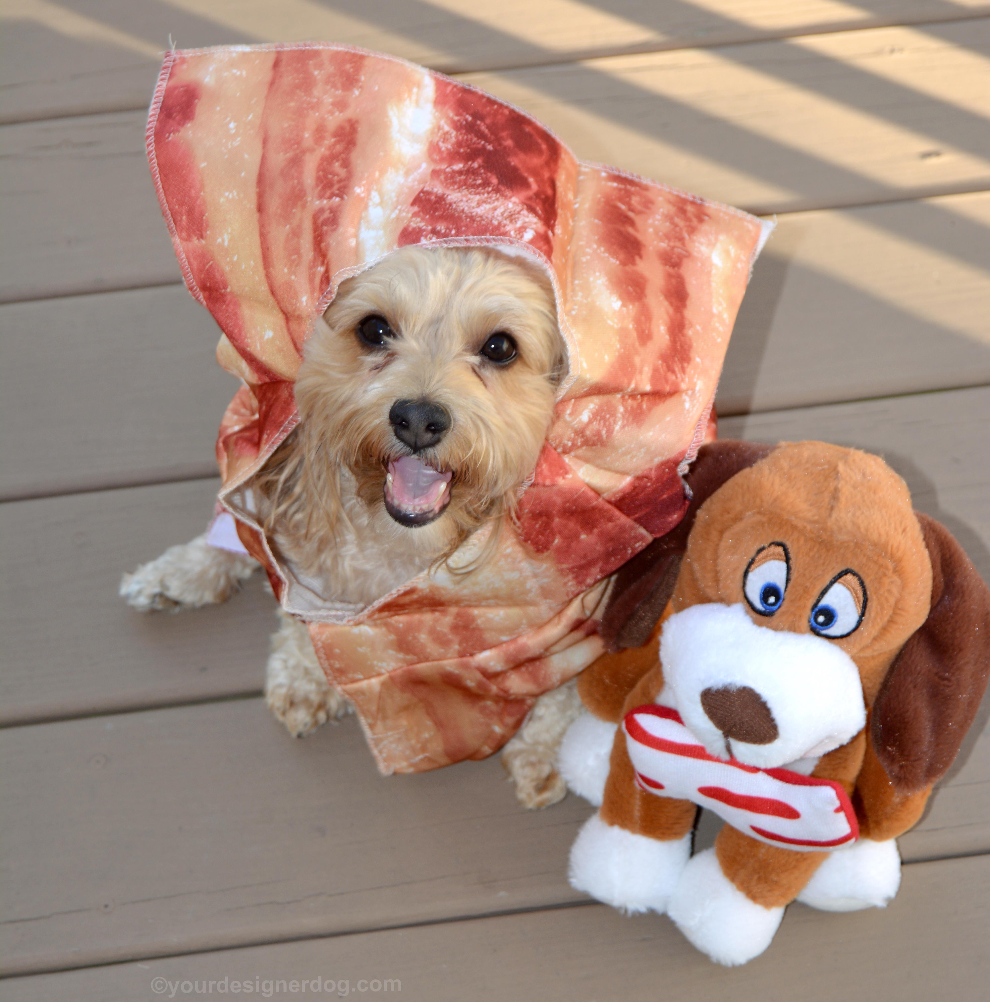 What’s Shakin’ Bacon?