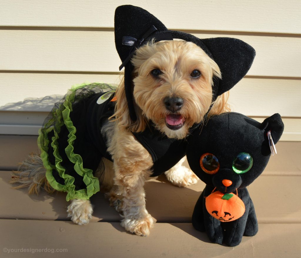 dogs, designer dogs, Yorkipoo, yorkie poo, black cat, dog costume, halloween