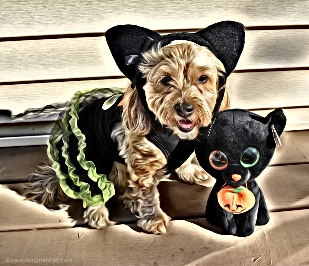 dogs, designer dogs, Yorkipoo, yorkie poo, black cat, dog costume, halloween, digital art, pet portrait