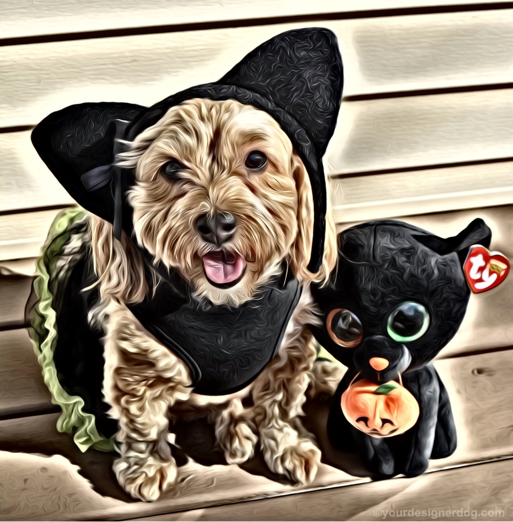dogs, designer dogs, Yorkipoo, yorkie poo, black cat, dog costume, halloween, digital art, pet portrait