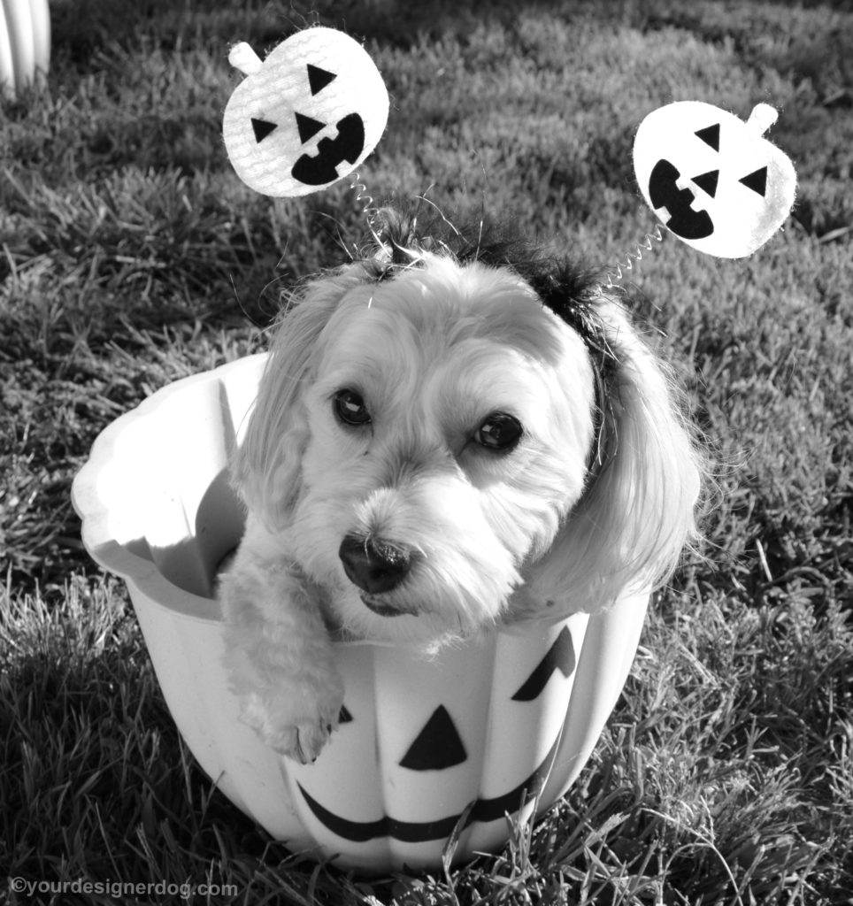 dogs, designer dogs, Yorkipoo, yorkie poo, halloween, jack-o-lantern, black and white photography