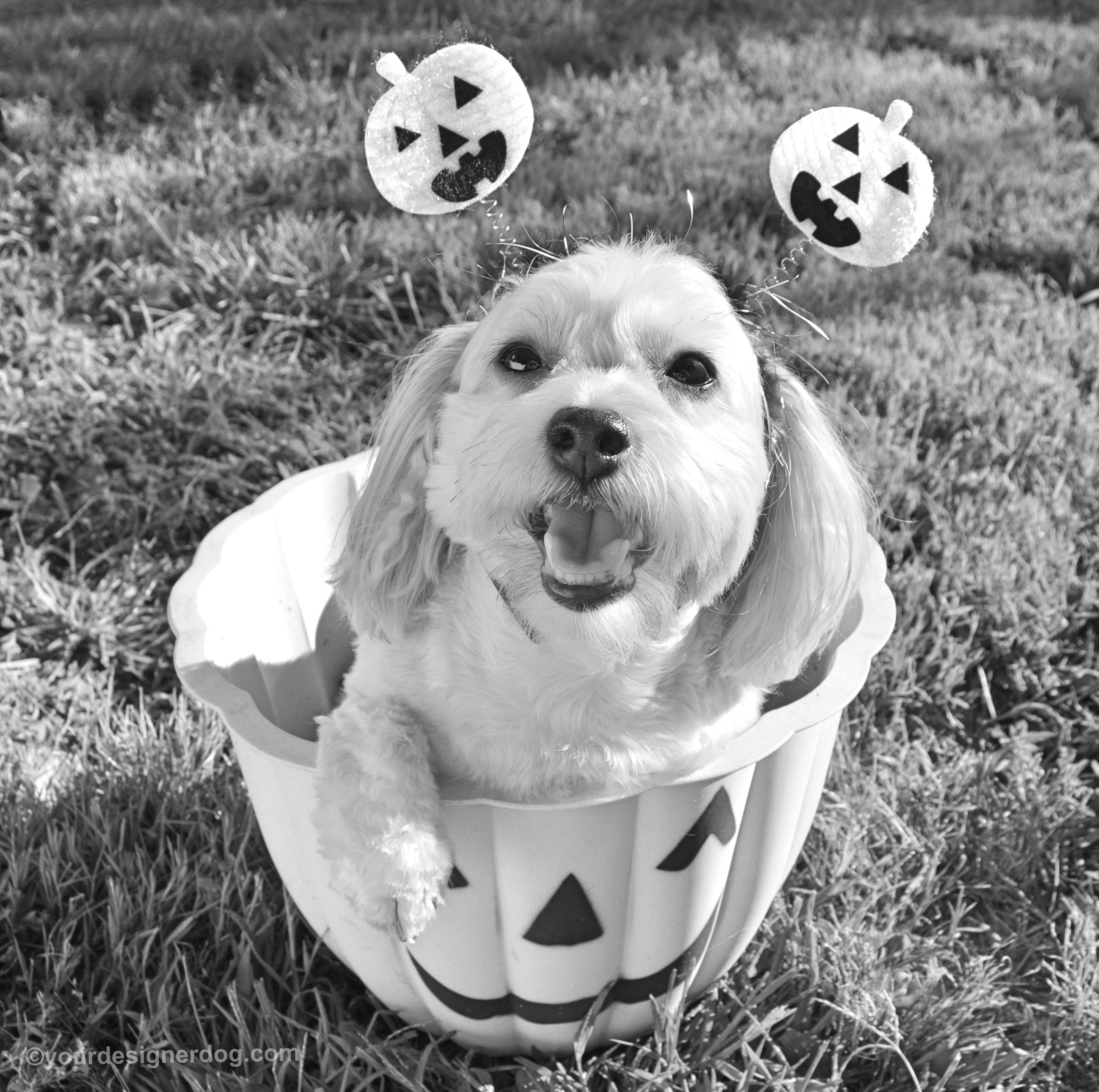 dogs, designer dogs, Yorkipoo, yorkie poo, halloween, jack-o-lantern, black and white photography