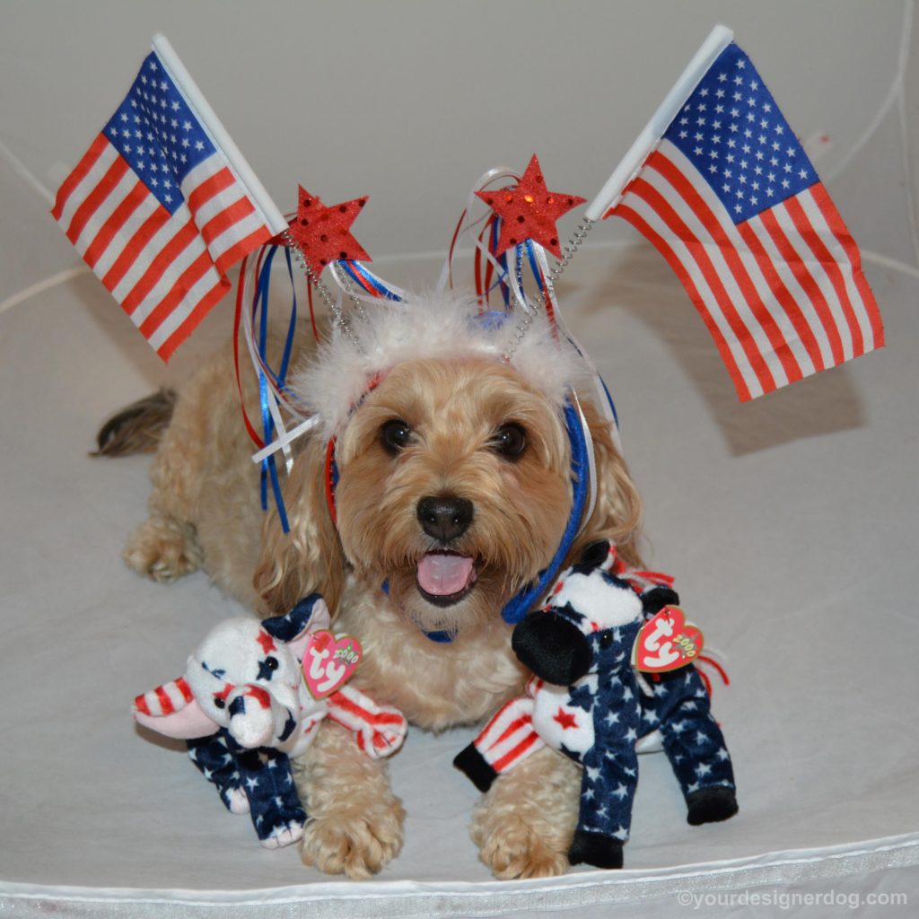 dogs, designer dogs, Yorkipoo, yorkie poo, patriotic, USA, election, american flag