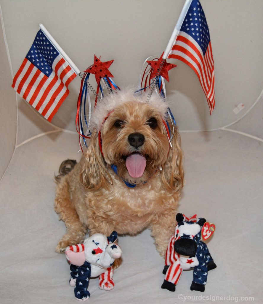 dogs, designer dogs, Yorkipoo, yorkie poo, patriotic, USA, election, american flag