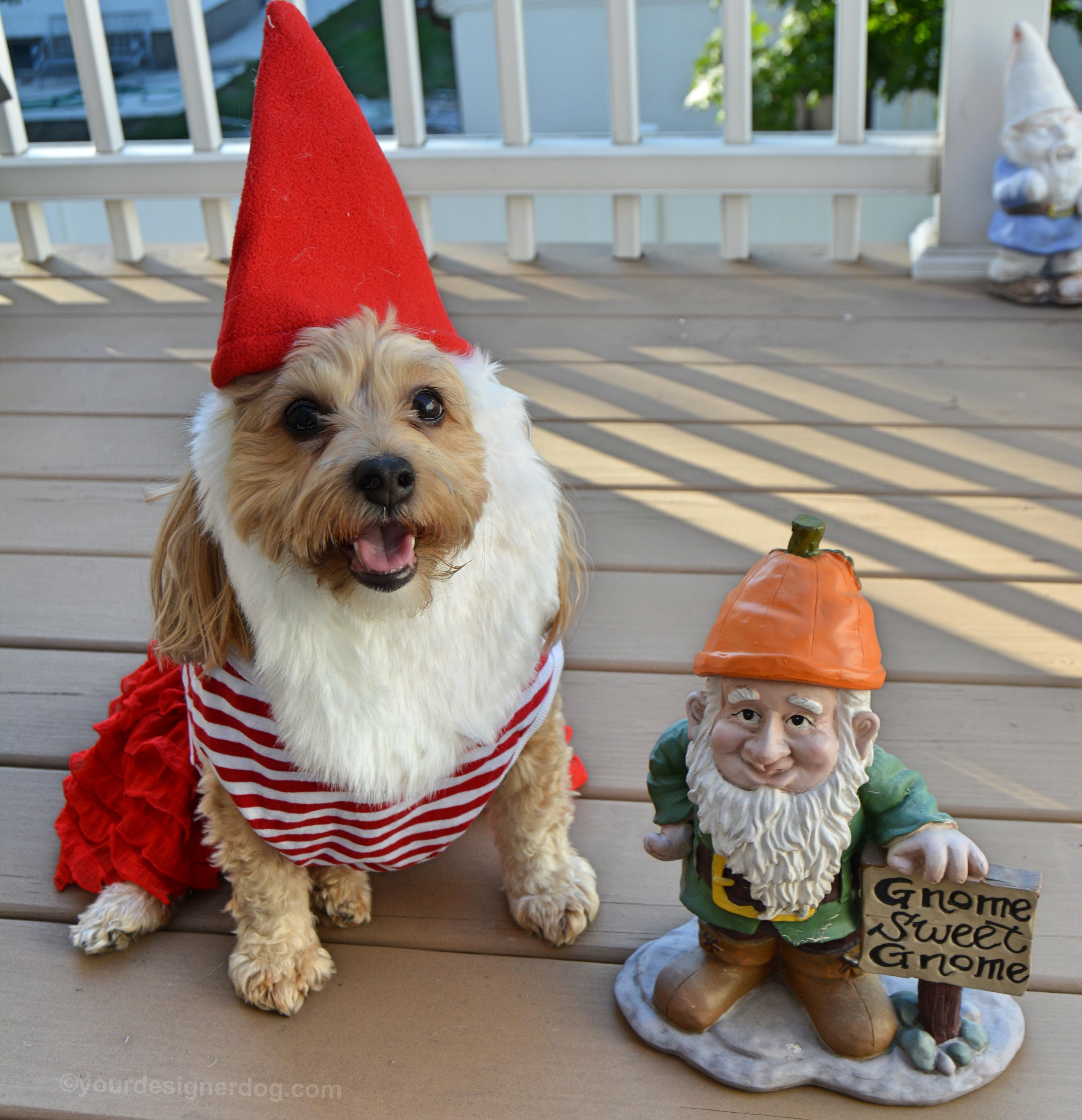 dogs, designer dogs, Yorkipoo, yorkie poo, gnome, dog costume