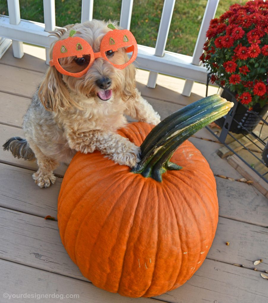 dogs, designer dogs, Yorkipoo, yorkie poo, pumpkin, halloween, fall