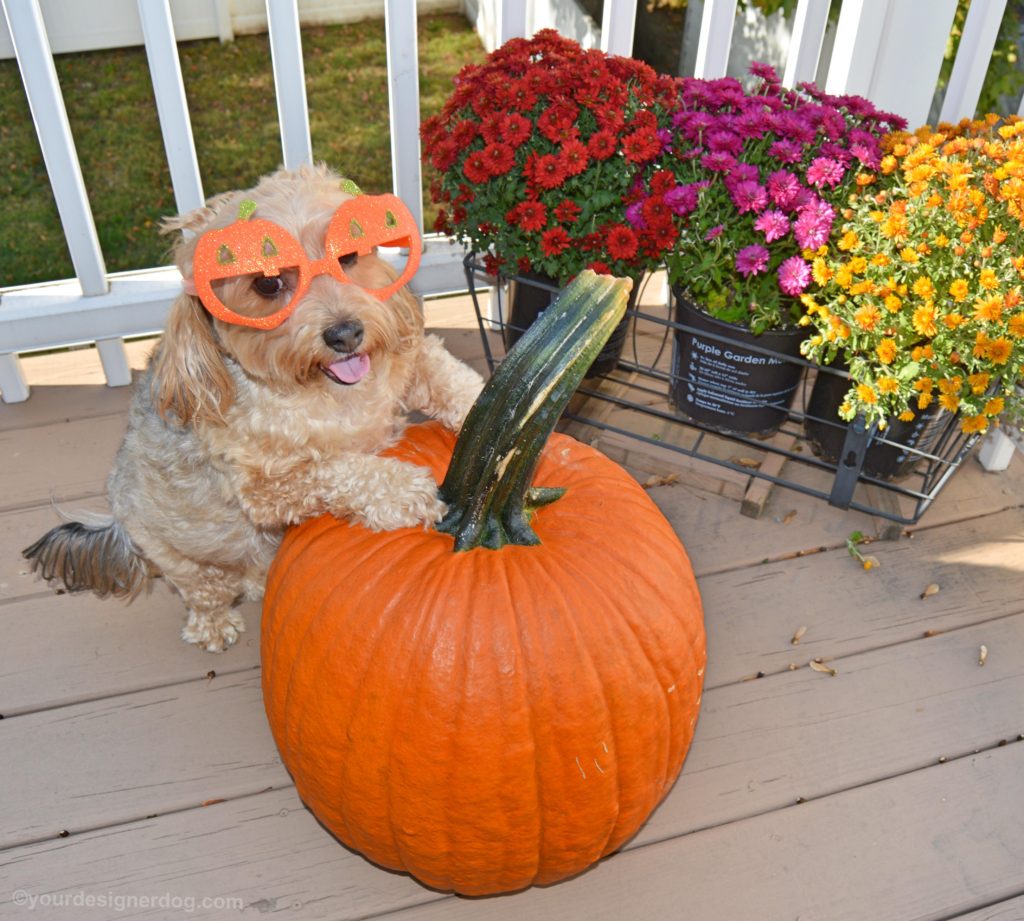 dogs, designer dogs, Yorkipoo, yorkie poo, pumpkin, halloween, fall