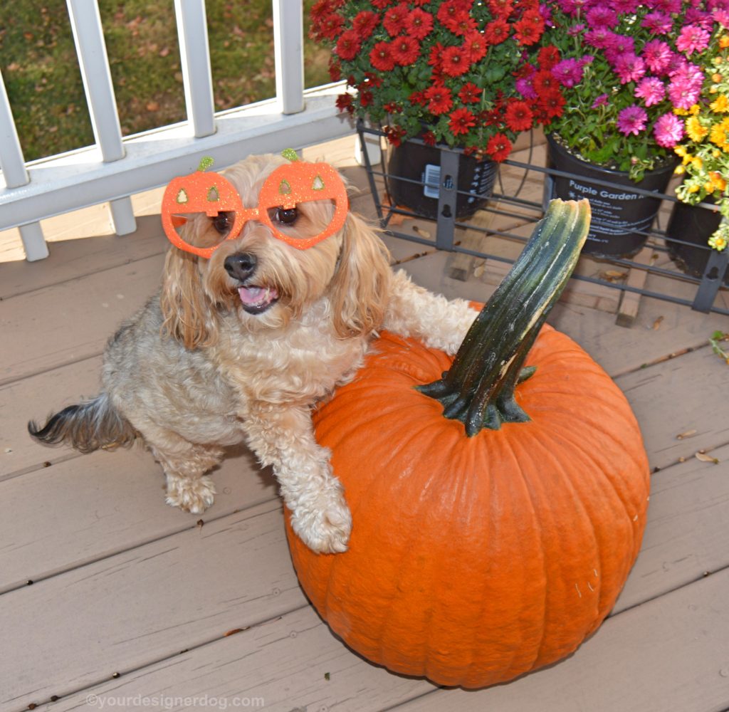 dogs, designer dogs, Yorkipoo, yorkie poo, pumpkin, halloween, fall