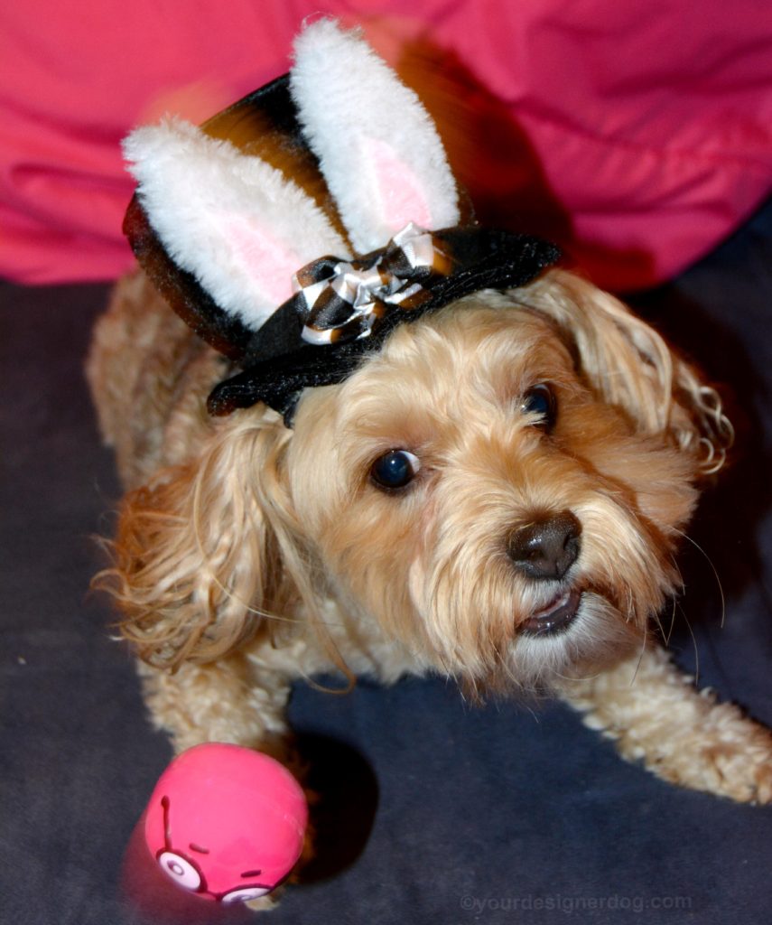 dogs, designer dogs, Yorkipoo, yorkie poo, mad hatter, bunny ears, top hat, dog hat