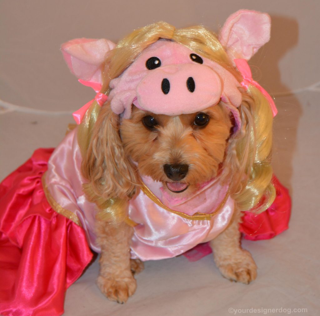 dogs, designer dogs, Yorkipoo, yorkie poo, muppets, miss piggy, Halloween, dog costume, pig costume