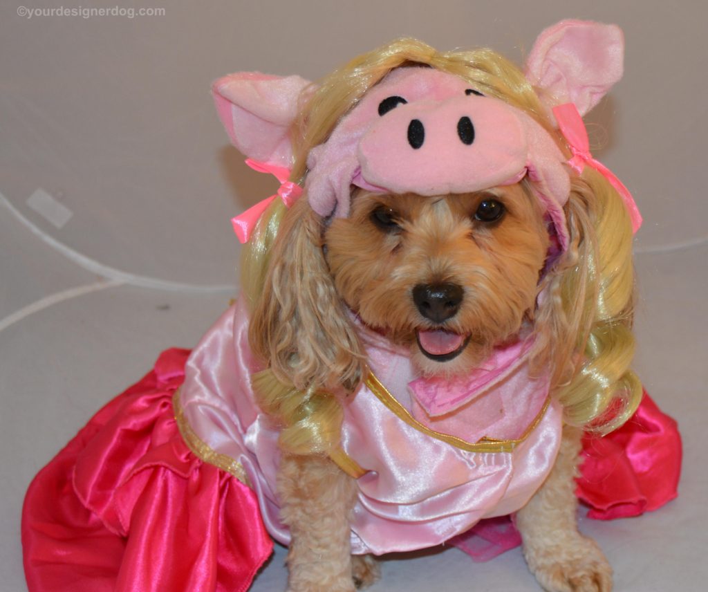 dogs, designer dogs, Yorkipoo, yorkie poo, muppets, miss piggy, Halloween, dog costume, pig costume