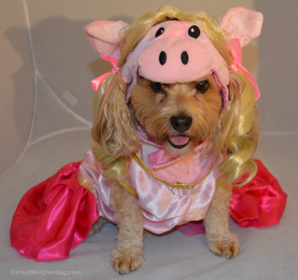 dogs, designer dogs, Yorkipoo, yorkie poo, muppets, miss piggy, Halloween, dog costume, pig costume