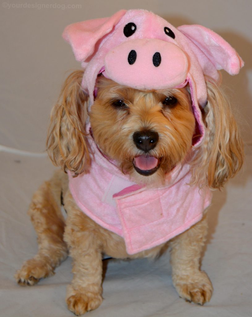 dogs, designer dogs, Yorkipoo, yorkie poo, Halloween, dog costume, pig costume