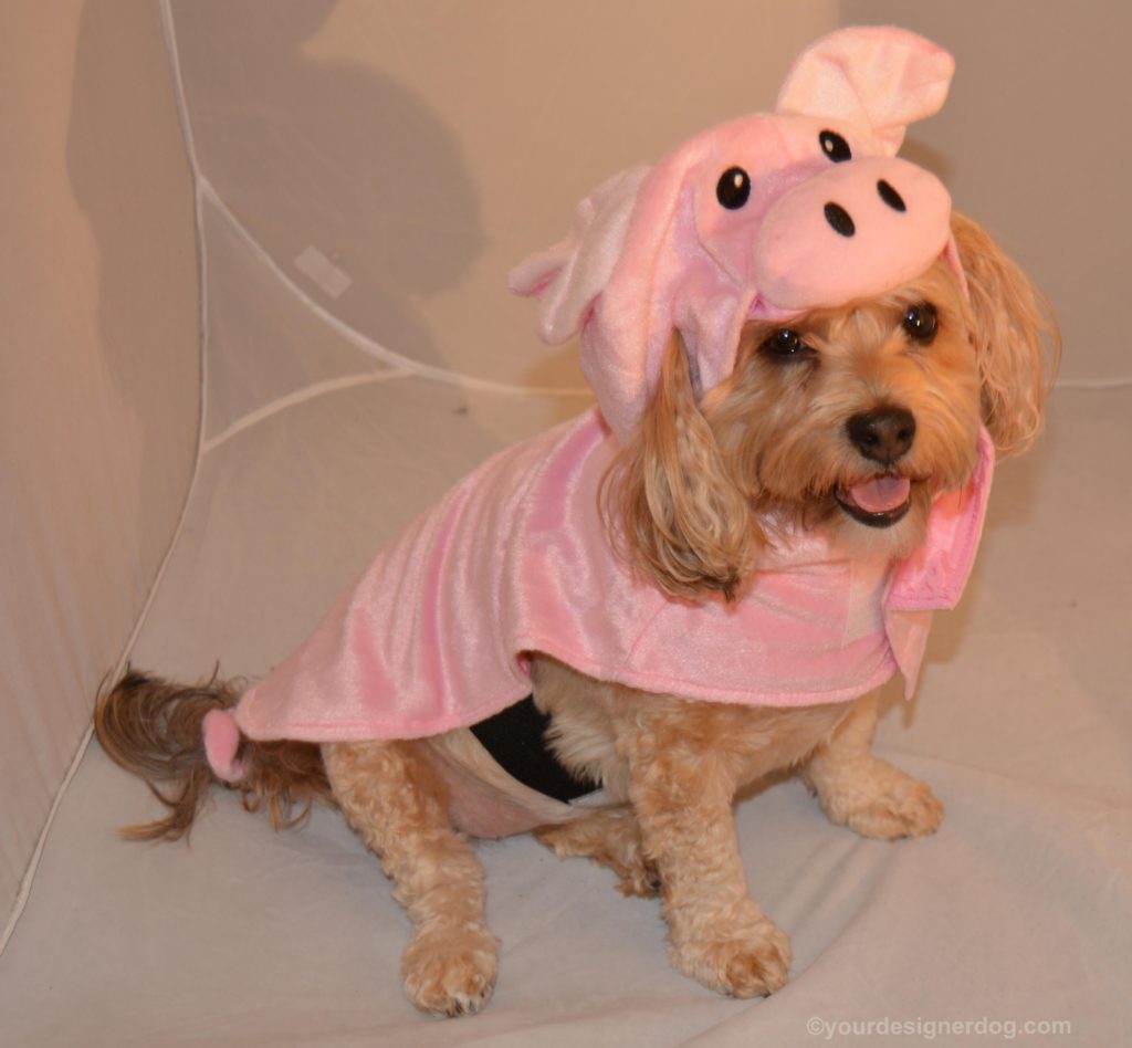 dogs, designer dogs, Yorkipoo, yorkie poo, Halloween, dog costume, pig costume