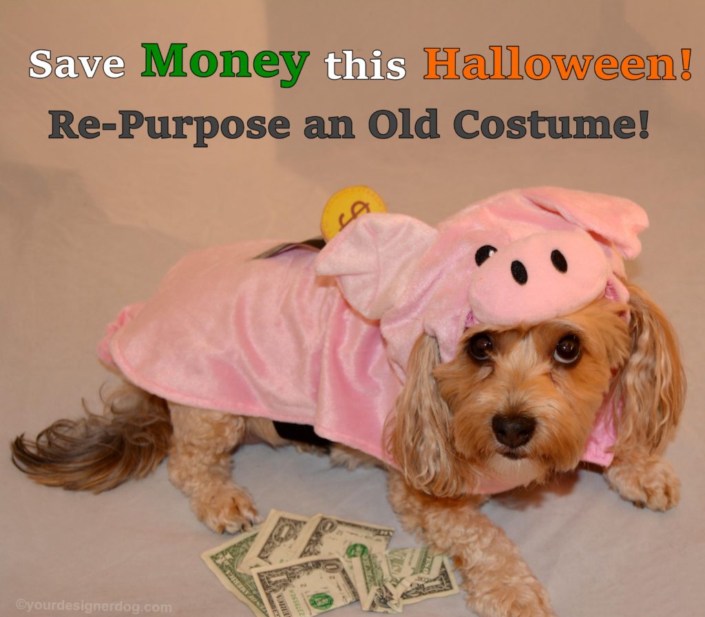dogs, designer dogs, Yorkipoo, yorkie poo, piggy bank, Halloween, dog costume, pig costume