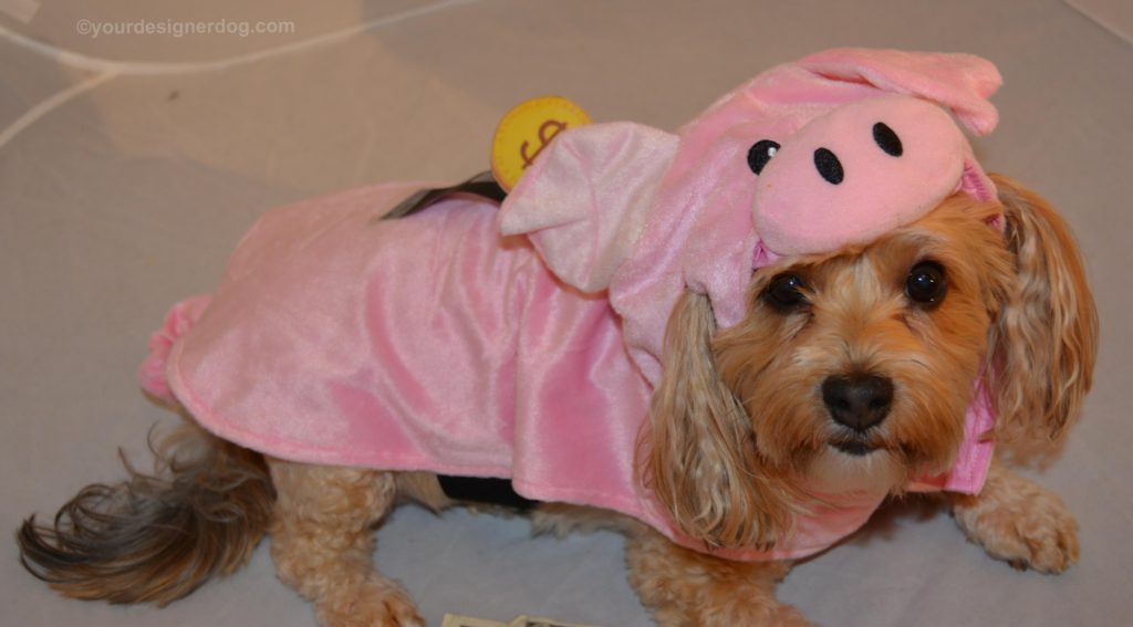 dogs, designer dogs, Yorkipoo, yorkie poo, piggy bank, Halloween, dog costume, pig costume