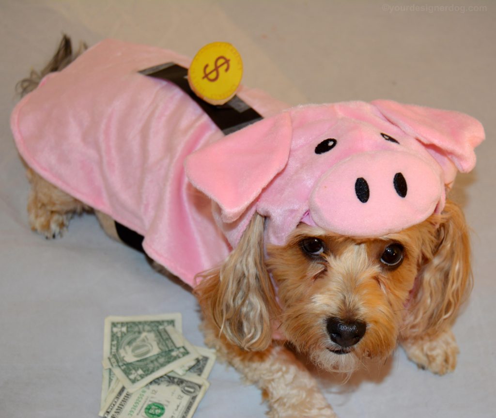 dogs, designer dogs, Yorkipoo, yorkie poo, piggy bank, Halloween, dog costume, pig costume