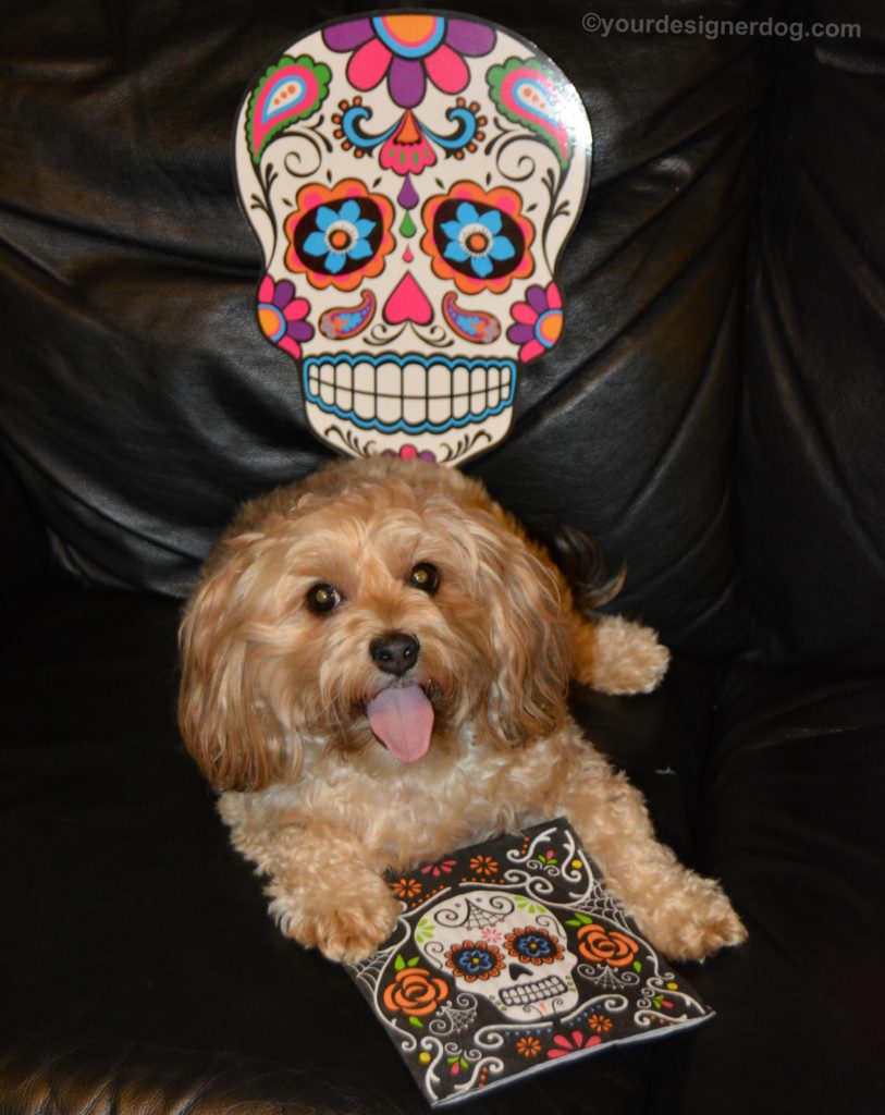 dogs, designer dogs, Yorkipoo, yorkie poo, sugar skulls, day of the dead, tongue out