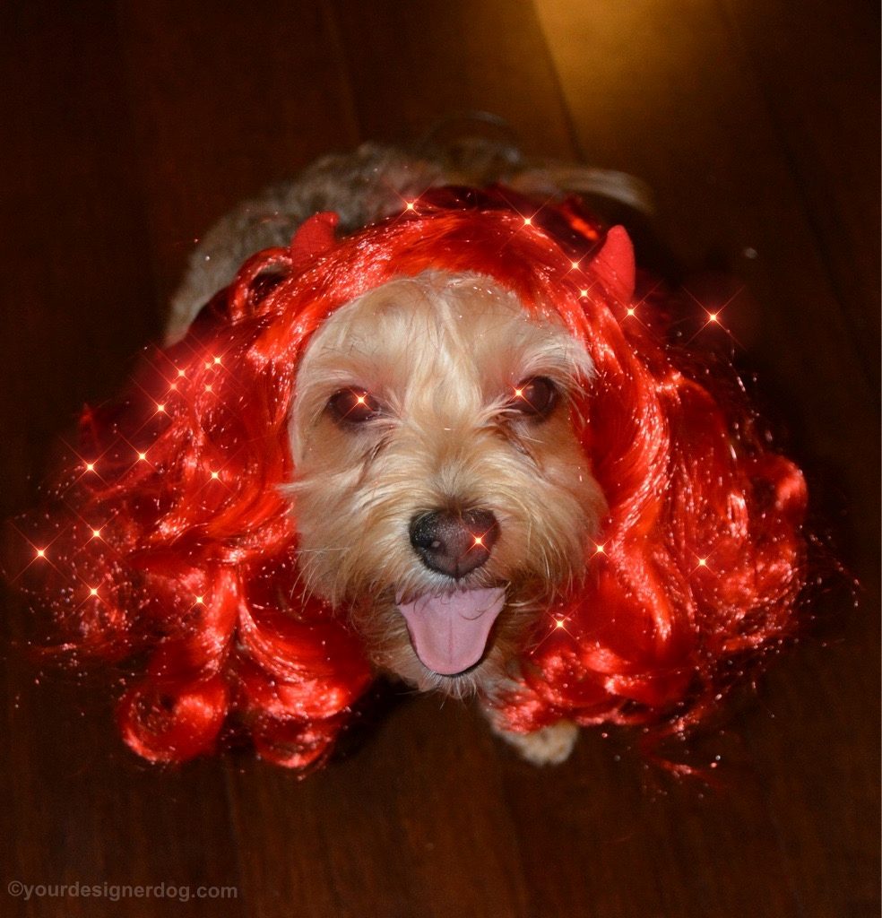 dogs, designer dogs, Yorkipoo, yorkie poo, devil, hellfire, Halloween, tongue out