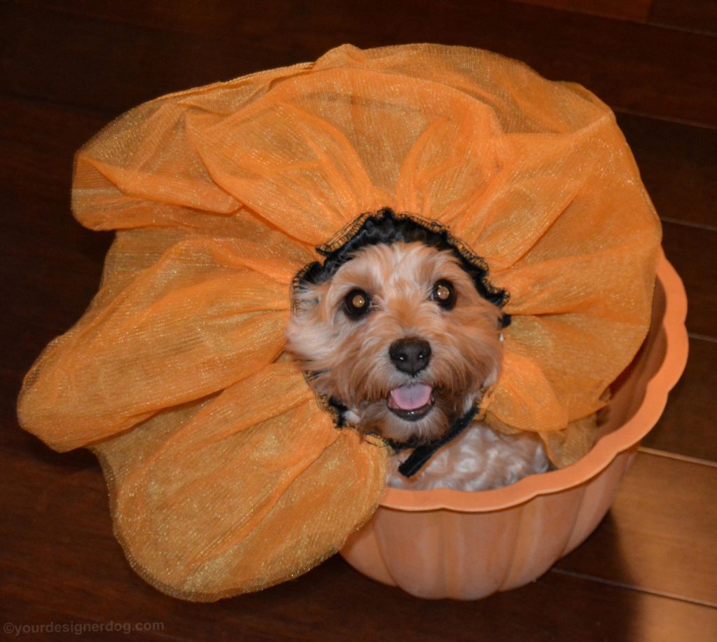 dogs, designer dogs, Yorkipoo, yorkie poo, dog tutu, tongue out, flower pot, dogs